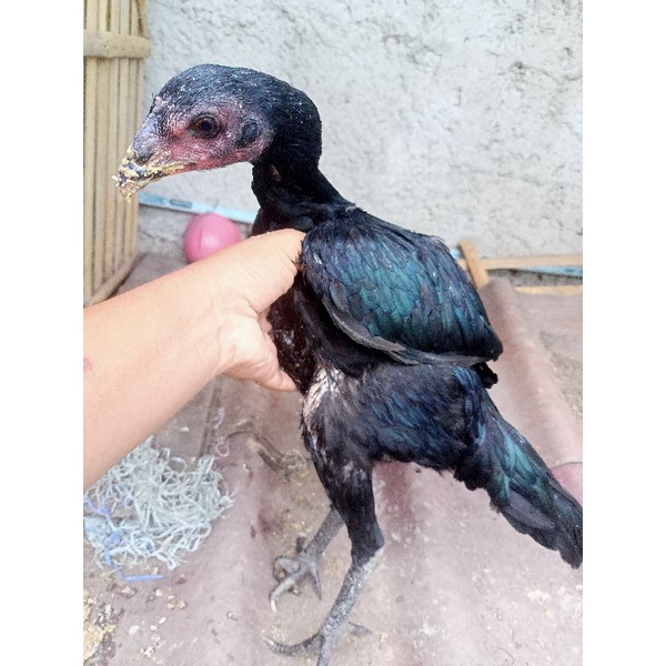 ayam betina mangon umur 4 bulan