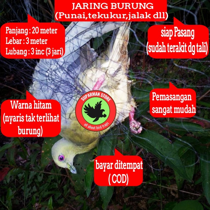 Jual Burung Punai Harga Terbaik & Termurah Januari 2023 | Shopee Indonesia