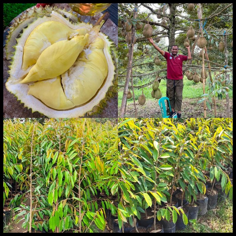 Bibit Durian Montong Tinggi 1 Meter Batang Besar Siap berbuah