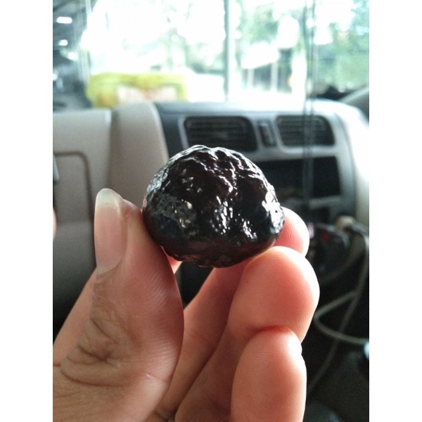 muncang adu yanti matang siap adu