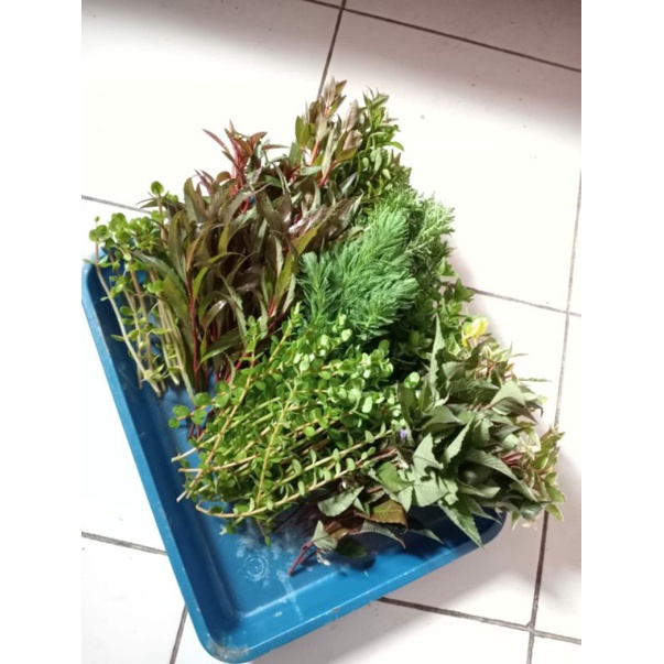 Paket Tanaman aquascape 200  batang 10 jenis