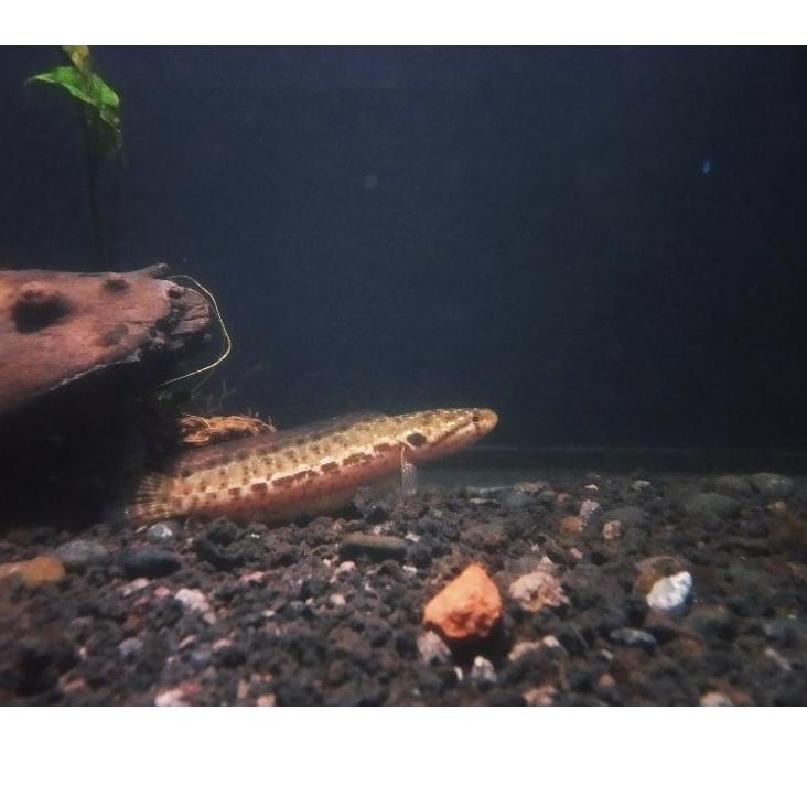 

❤[PROMO ⚡ALE!!!]❤ Bankanensis 5cm