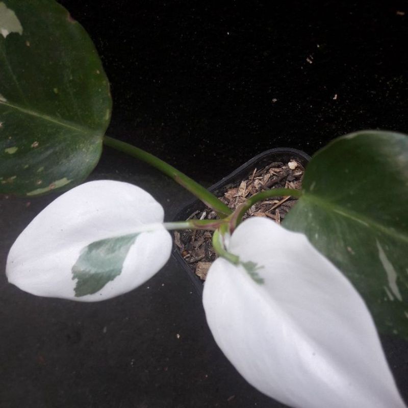 Philodendron White Princess