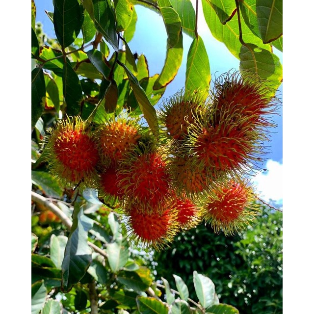 Pupuk Booster Organik Pelebat Buah Rambutan  Dan Perangsang Agar Cepat Berbuah