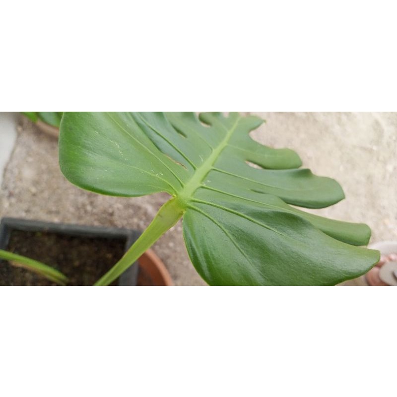 Monstera King Borsigiana