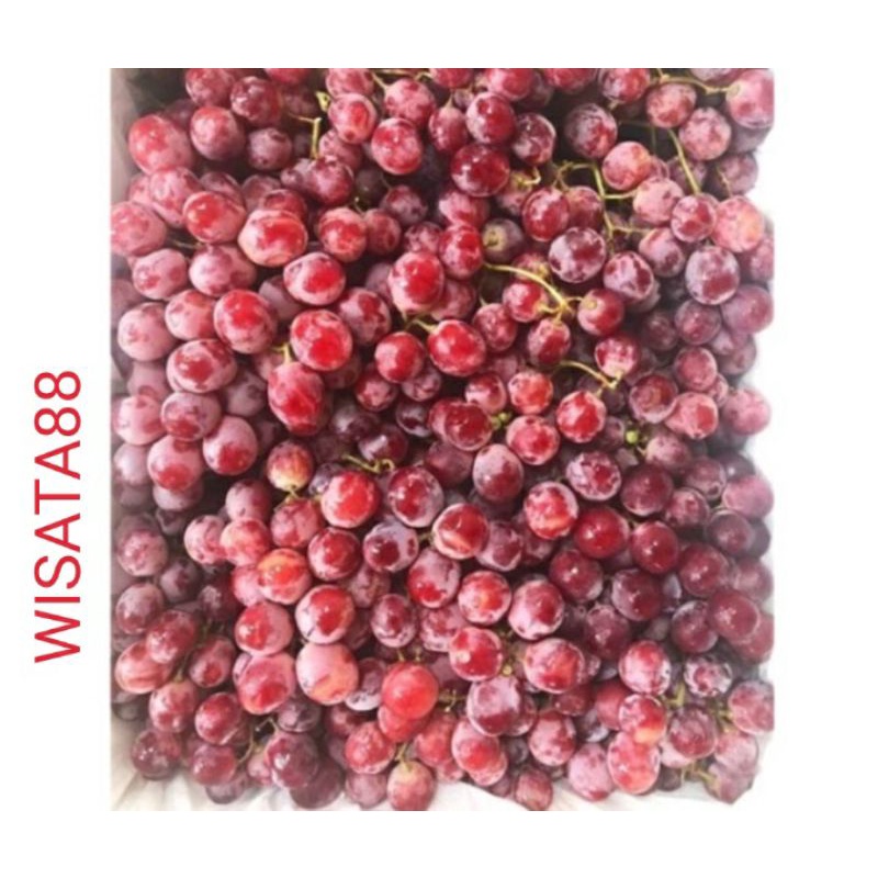 

buah anggur merah red globe super import murah / fresh / suplier / 500gr