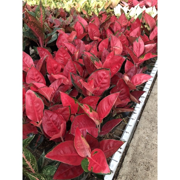 aglaonema suksom jaipong