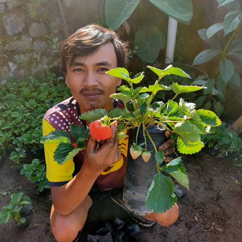 Pupuk Booster Organik Pelebat Buah Strowbery Dan Perangsang Agar Cepat Berbuah