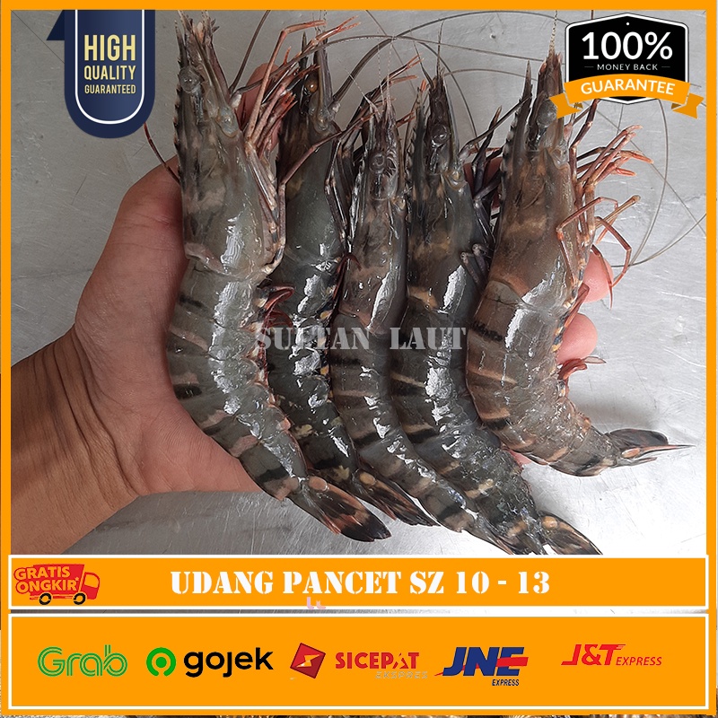 

Udang Pancet Fresh 1kg / Udang Windu Tiger Pancet Sz 10-13/ekor SEGAR