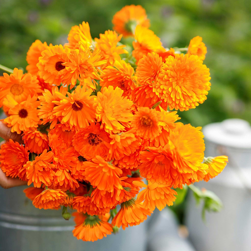 Benih Bibit Biji - Bunga Calendula Balls Improved Orange (Calendula officinalis) Flower Seeds - IMPORT