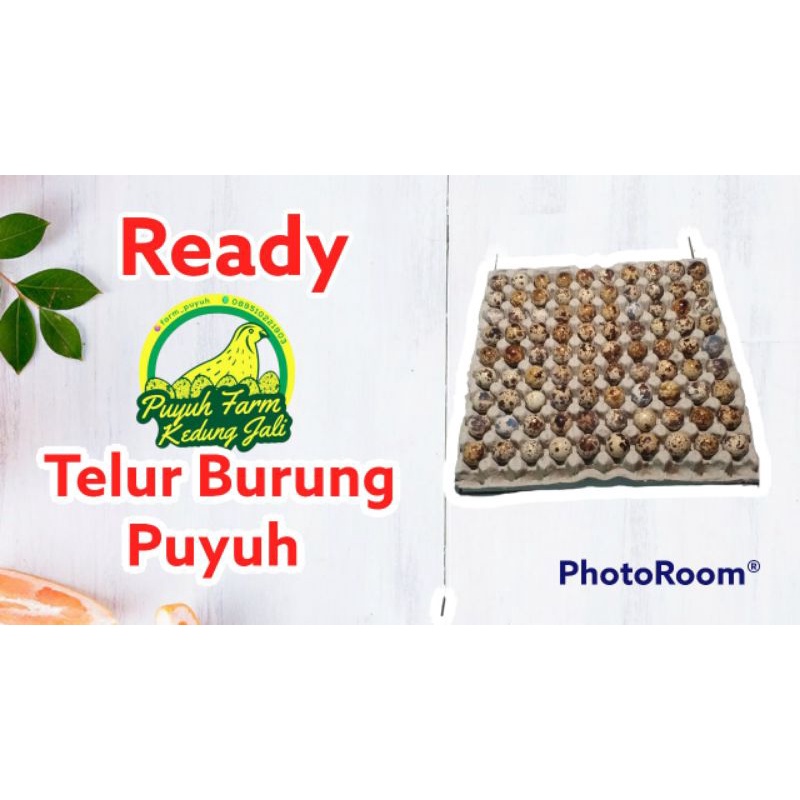 

telur puyuh