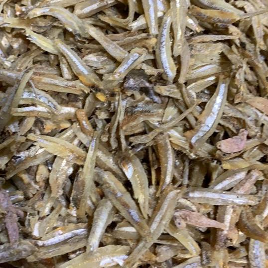 

Diskon✔️Teri jengki belah|RA9