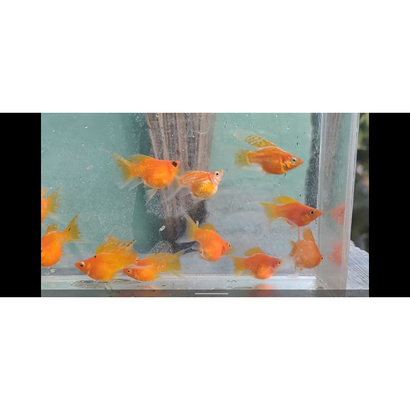 Molly Oren/Sunkist Lyretail