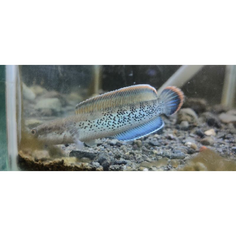 Channa Stewarti Karbialong FULL DOT 10-12 cm GRADE A++ FULL PELET Free Packing Sterofoam (Khusus Pul