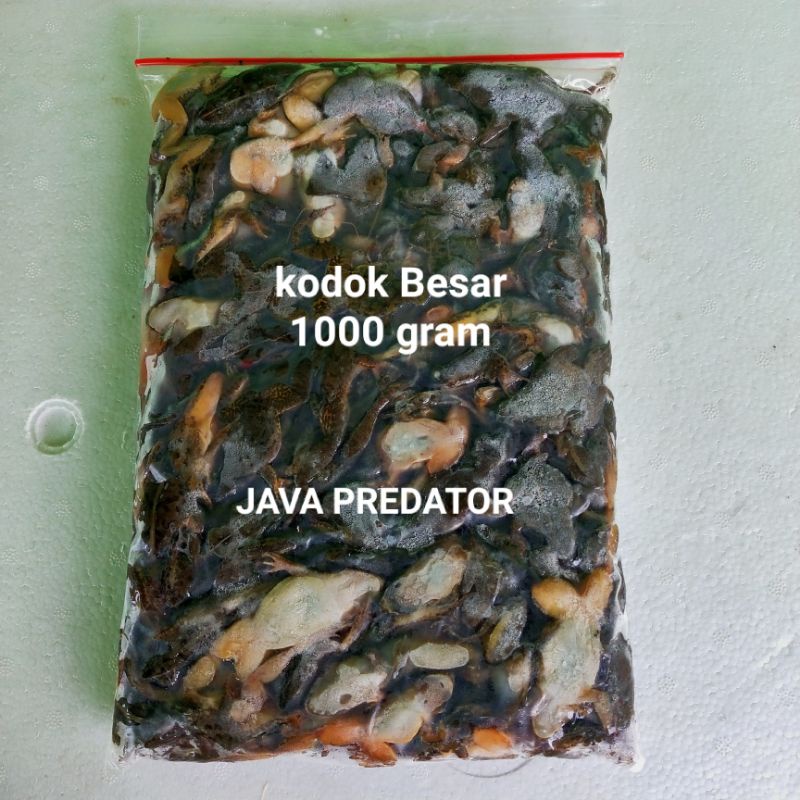 kodok sawah beku size besar