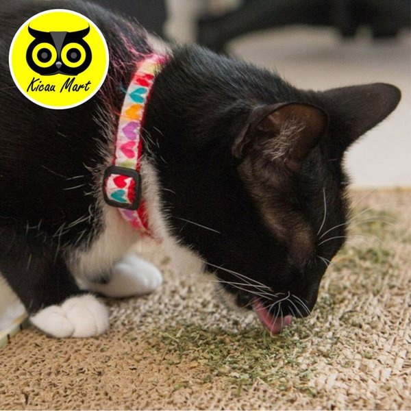 Catnip Catmint Snack Kucing Makanan Cemilan Kucing Pure Powder Penghilang Stress Kucing Kitten Anabul Rileks Cat Mint Cat Nip Menthol Serbuk Organik Snack Cemilan Kucing