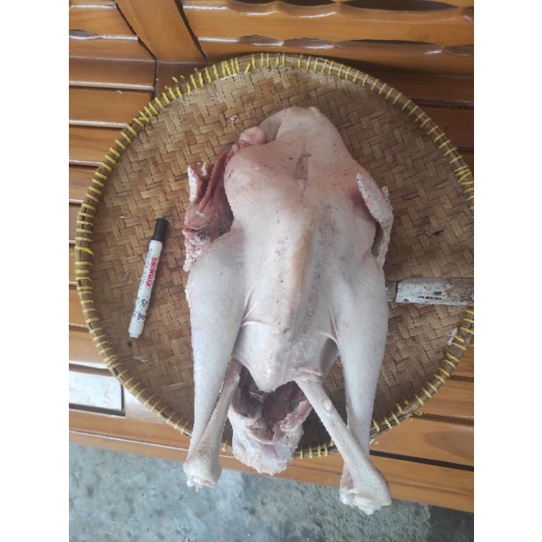 

DAGING KALKUN UTUH BERAT DIATAS 5 KG KALKUN LOKAL COCOK UNTUK THANGS GIVING