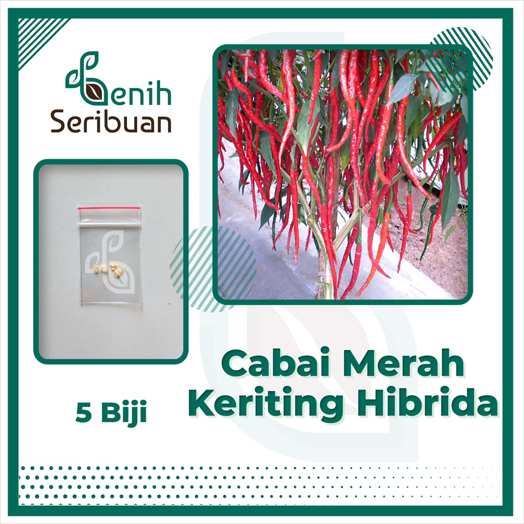 5 Bibit Cabe Keriting Merah Hibrida F1 Lidia Benih Cabai Super Sayuran Buah Lebat Unggul Berkualitas