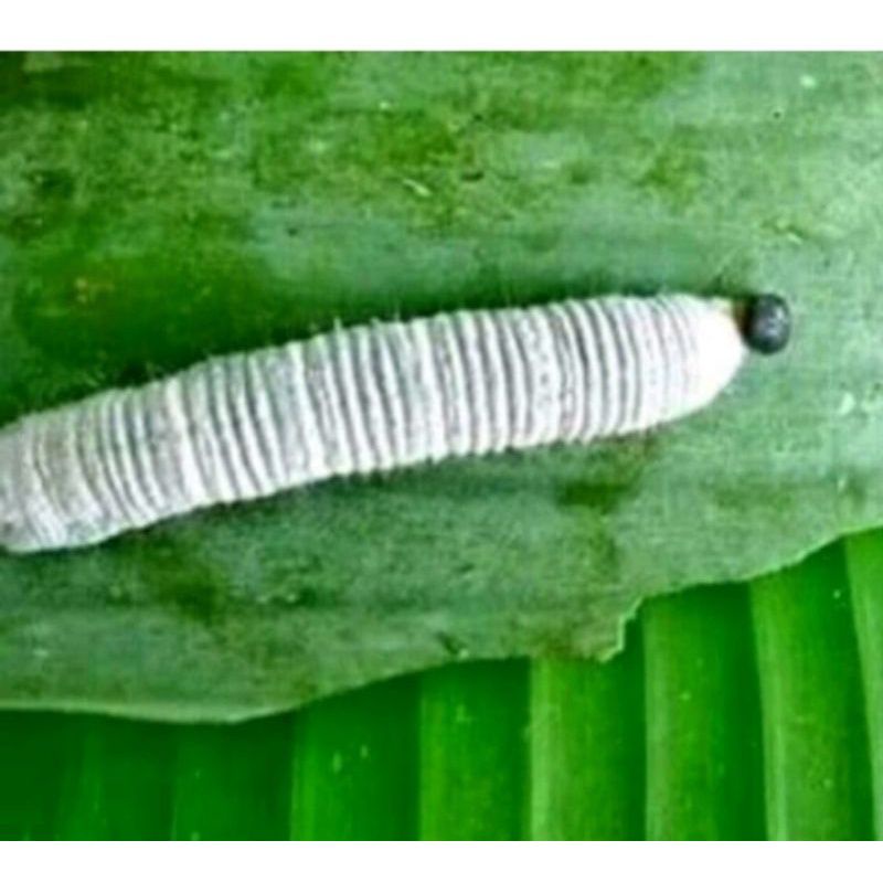 ulat daun pisang untuk umpan mancing 10 ekor