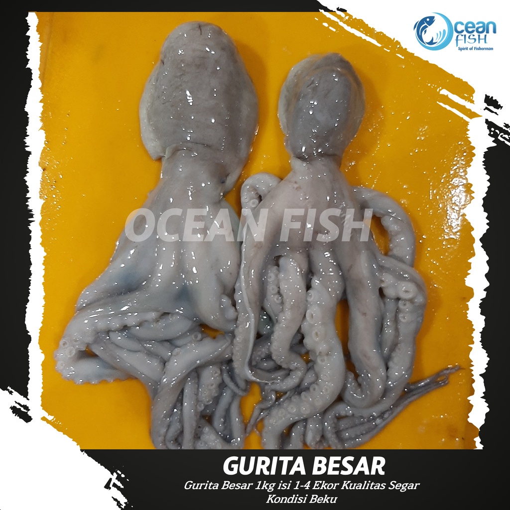 

Gurita Besar 1kg 1-4 Ekor / Gurita Jumbo Segar Beku / Octopus Besar / Baby Octopus Besar 1-4 Ekor