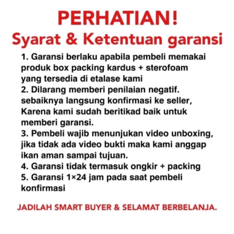 Cupang Blue Rim Male Clean Body M