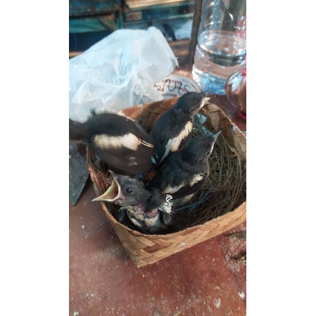 Kacer Dada Hitam Lolohan