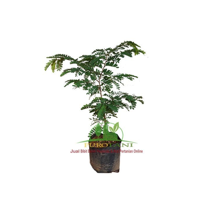 Bibit Tanaman Pohon Asam Jawa Asem Jawa Unggul Bahan Bonsai