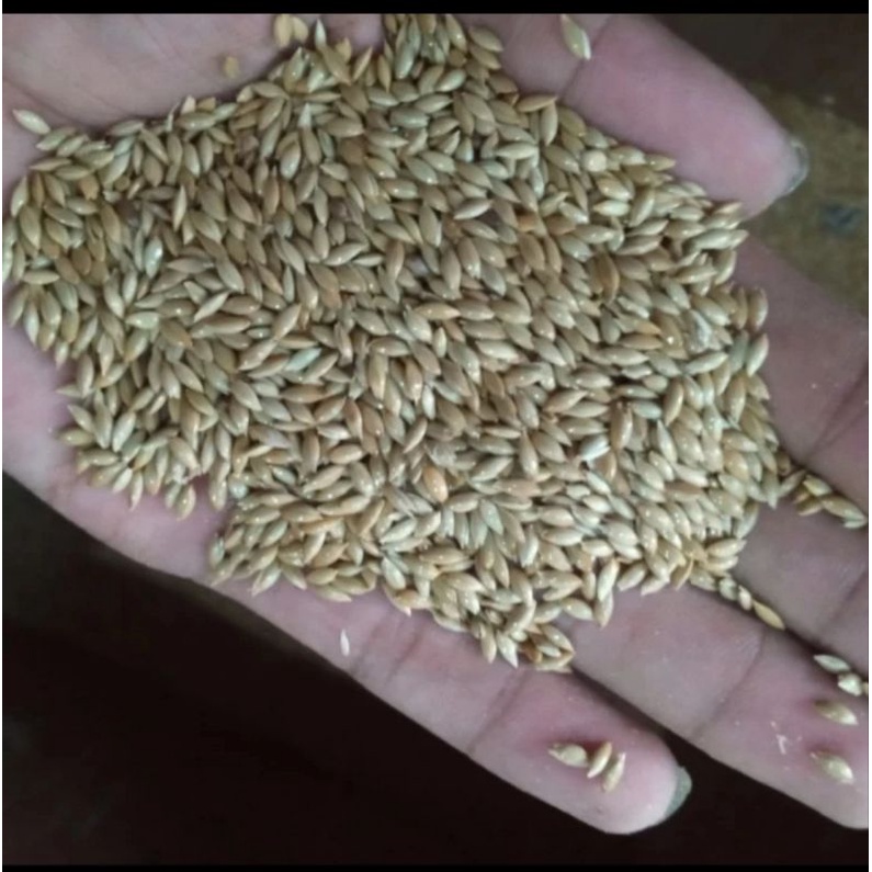 pakan burung kenari kiloan 1kg