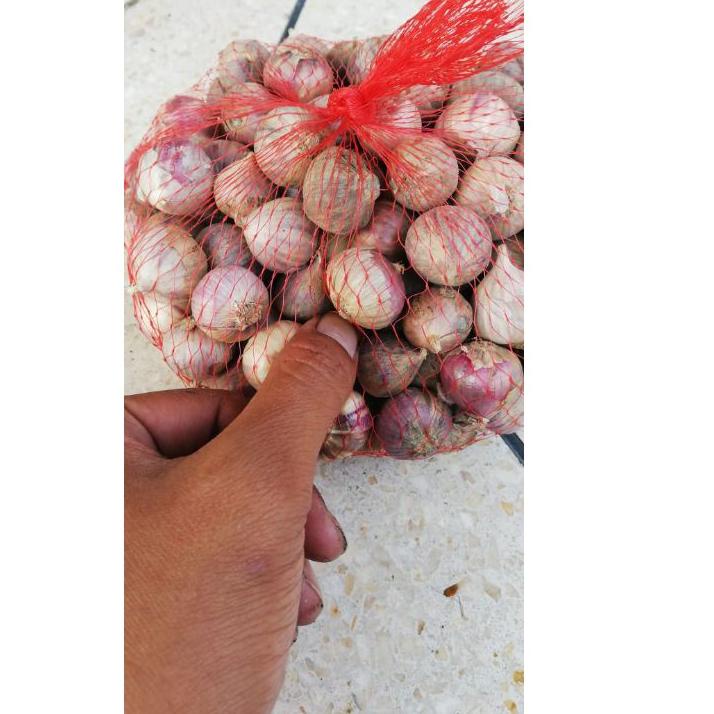 

TERPOPULER Bawang tunggal berat 1 kg ☑ 892