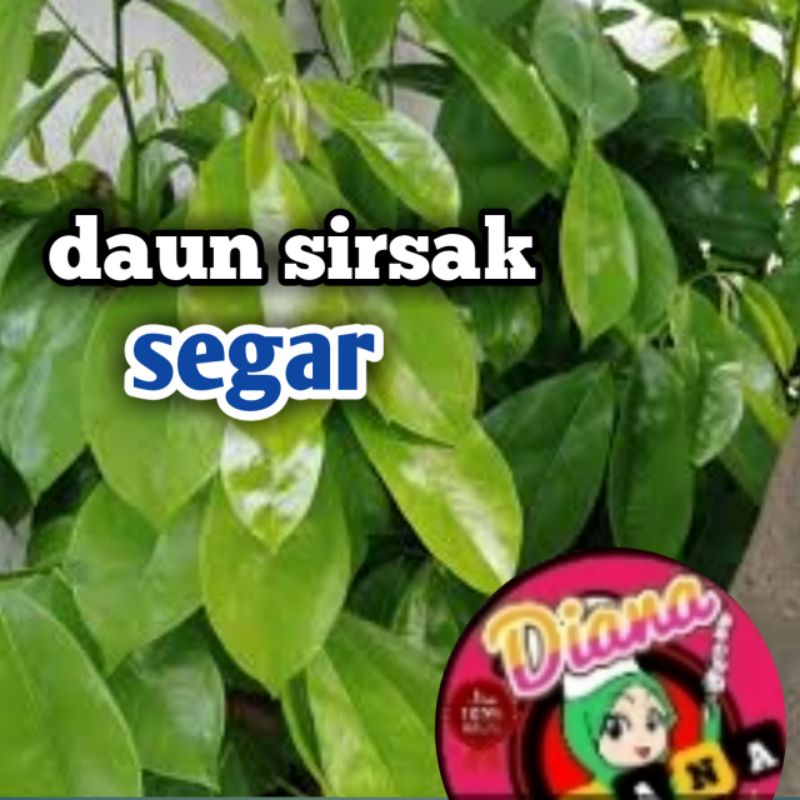 

daun sirsak segar per 100/200 lembar