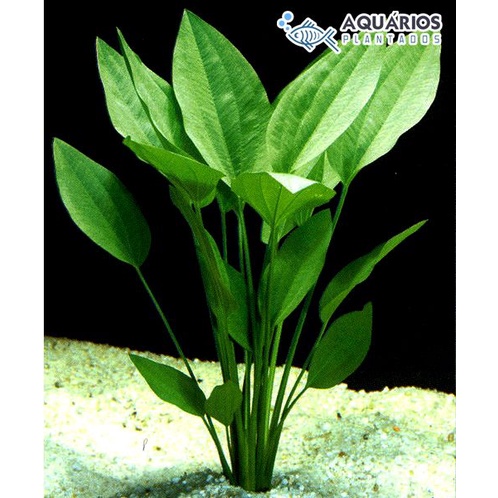 Echinodorus Argentinensis ( Tanaman Aquascape Tanpa Co2 Tumbuhan Air Hidup Hiasan Aquarium )