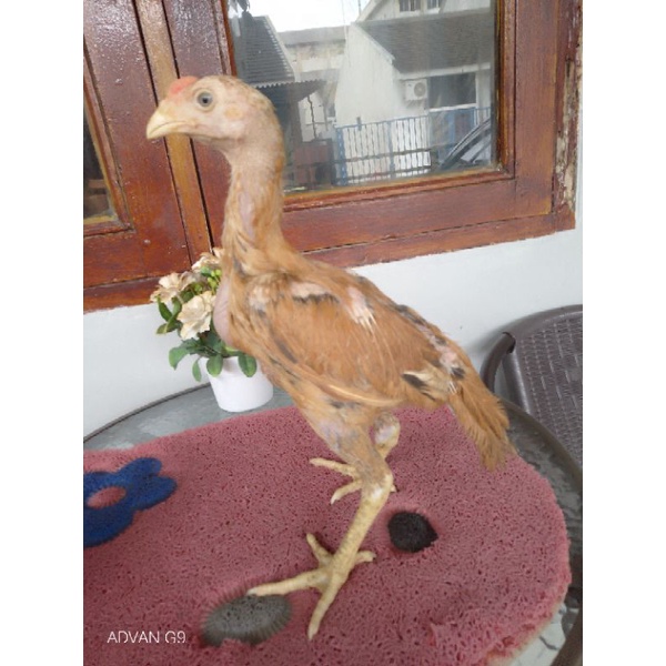 Anakan Ayam Shamo Ori Tulangan Tebal Besar Tegap Mental Jawara