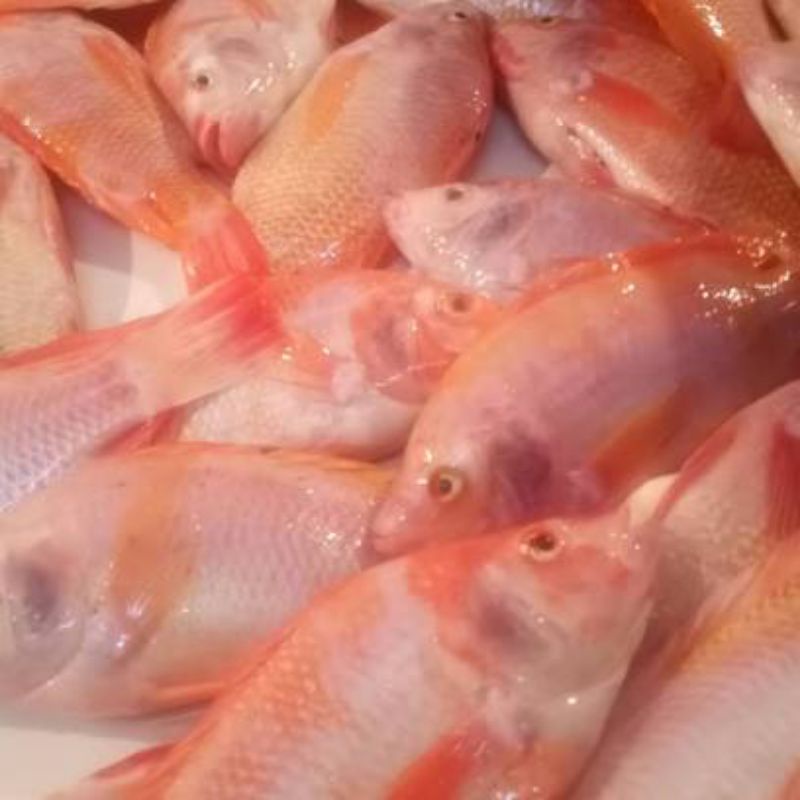 

Ikan Nila Merah 1kg