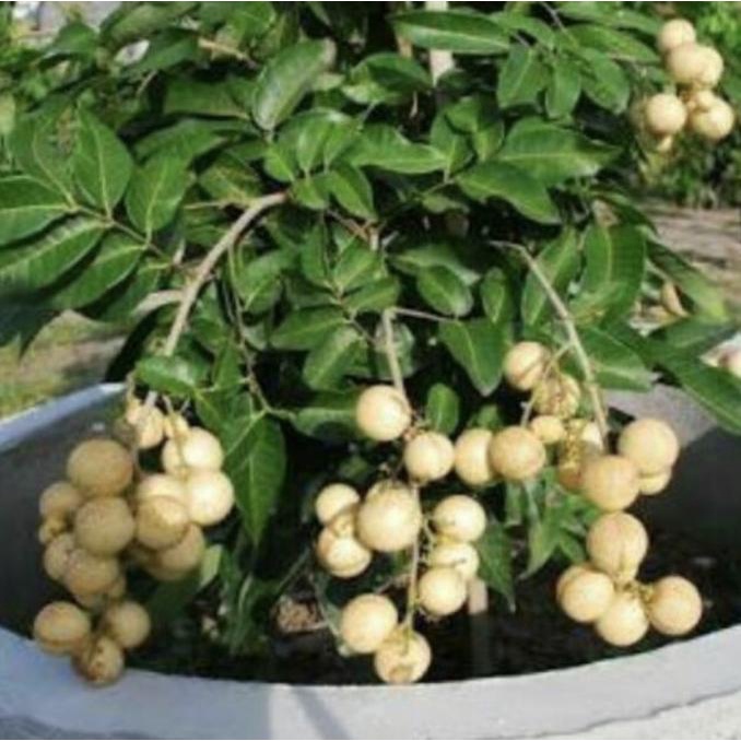 Pohon buah Kelengkeng Aroma Durian // sudah berbuah