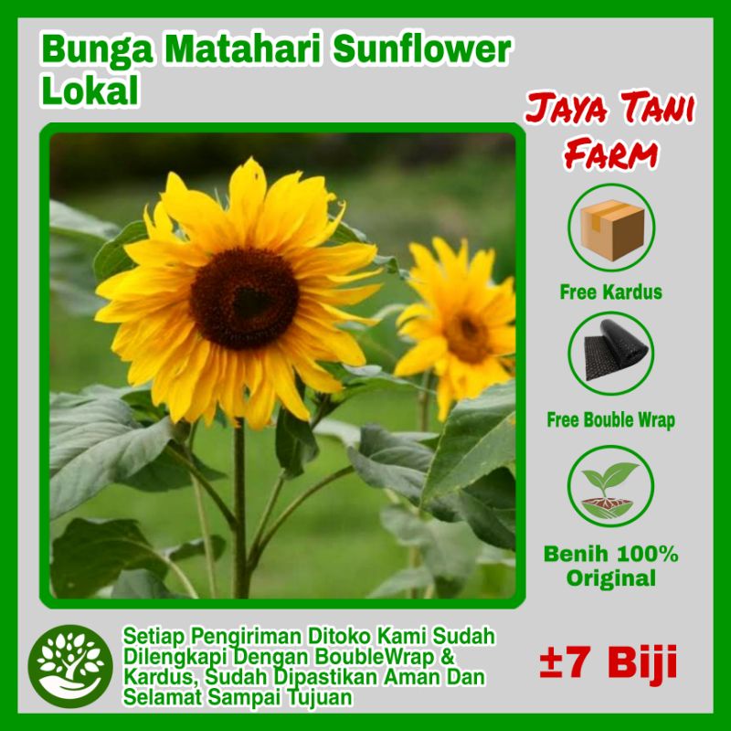 7 Biji Benih Bunga Matahari Sunflower Lokal Pasti Tumbuh / Benih Tanaman / Biji Bunga Matahari / Ben