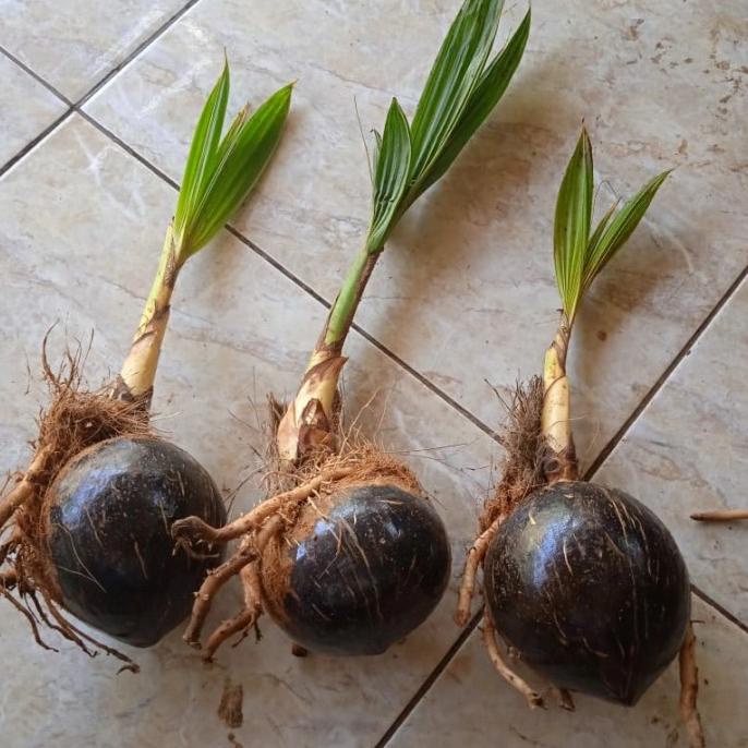 Bahan Bonsai Kelapa Bibit Bonsai kelapa Gading Kelapa bonsai