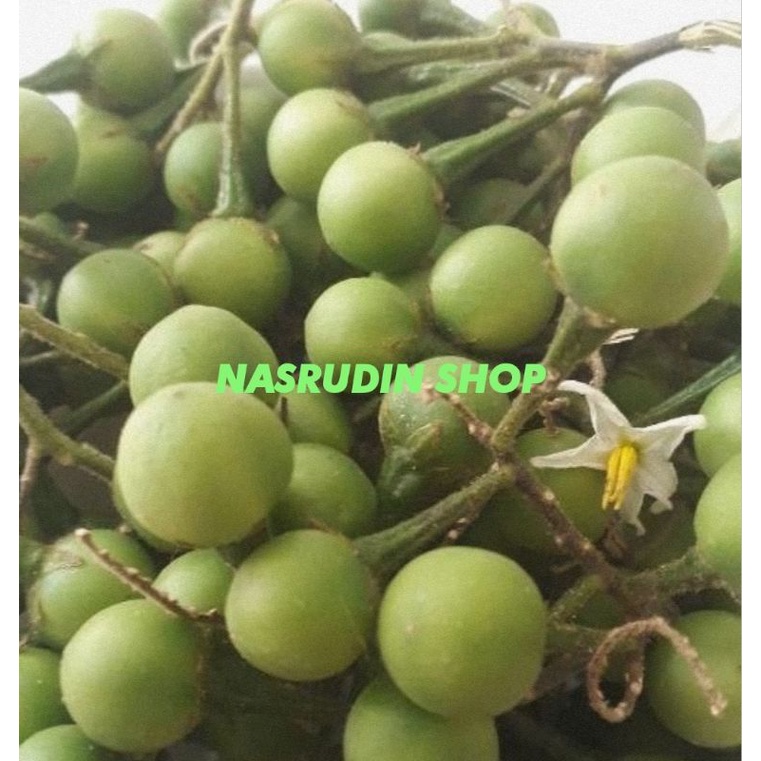 BUAH TEKOKAK 1KG RIMBANG | COKRAK CEPOKAK