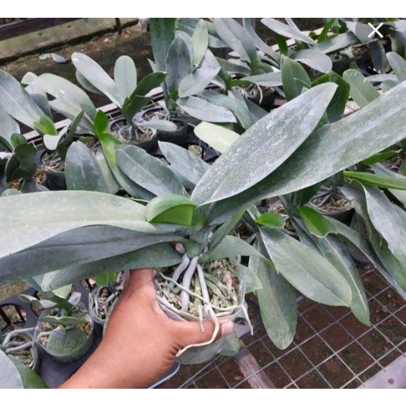 ANGGREK BULAN JUMBO