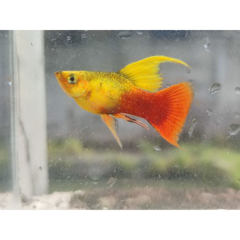 variatus lyretail aksesoris aquarium