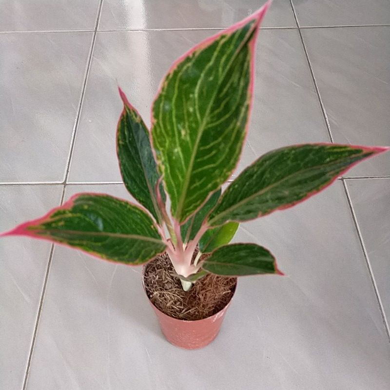 Bunga aglonema lipstik greg grek