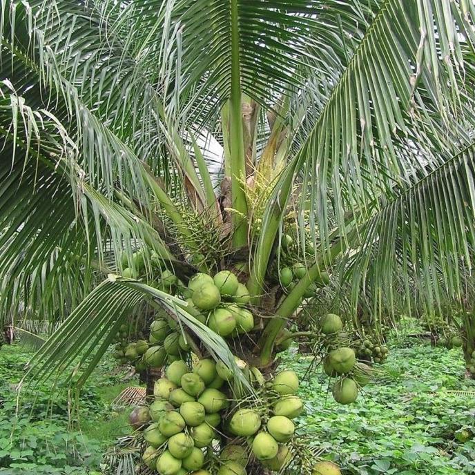 Bibit Kelapa dwarf pendek indian / kelapa pendek