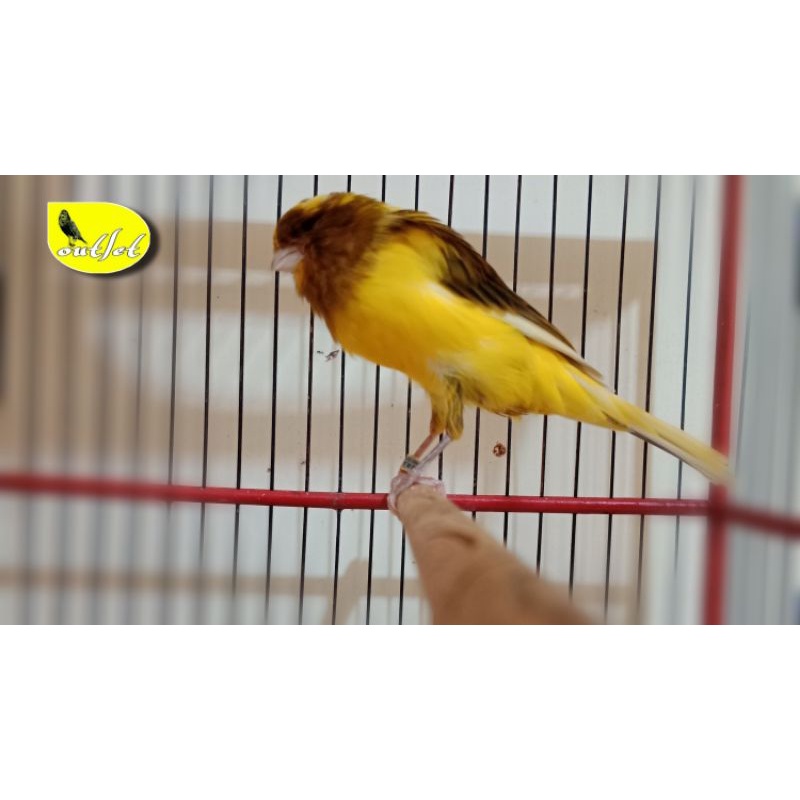 kenari F2ys Gacor Volume Durasi Asyik postur dan warna mewah