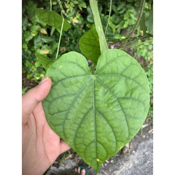 

Daun brotowali