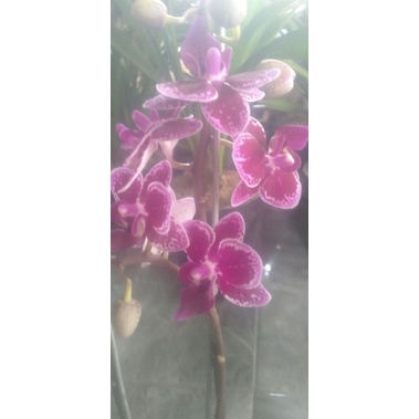 anggrek bulan mini dobble spike