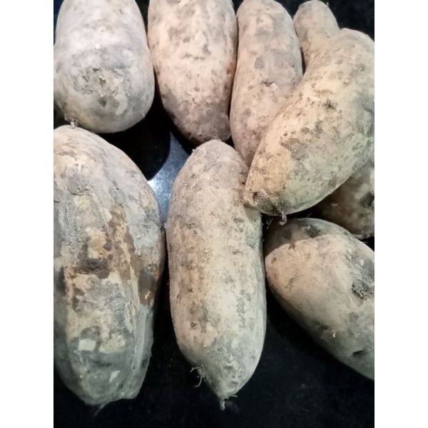 UBI CILEMBU 1KG