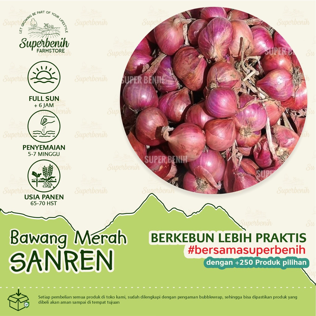 50 Biji - Benih bawang merah SANREN F1 dataran rendah - tinggi