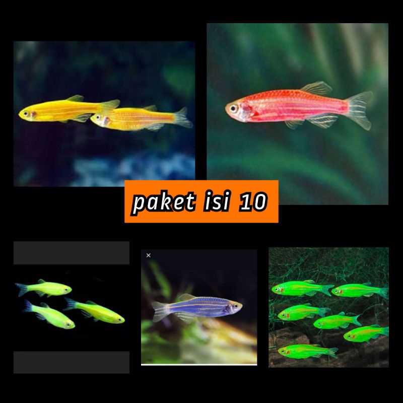 

✓ jual sebra isi 10