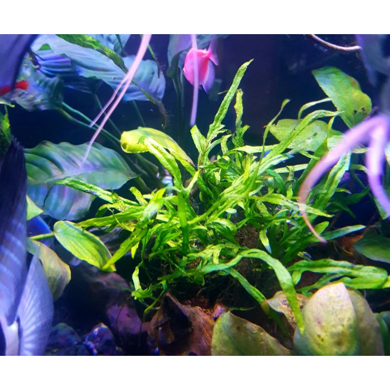 Full air Kadaka Trident Microsorum Trident Mini Clumb Rumpun