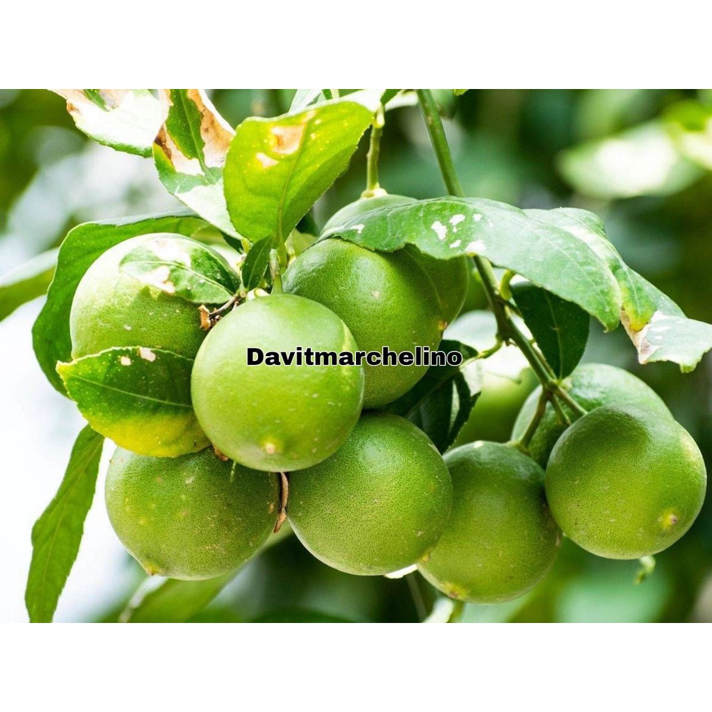 Bibit Jeruk Nipis Sudah Berbuah Super Cangkok