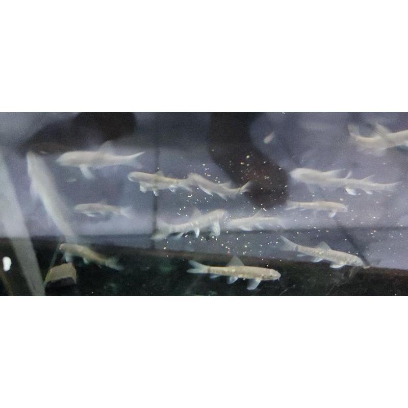 

ikan terapi gararufa / doctor fish